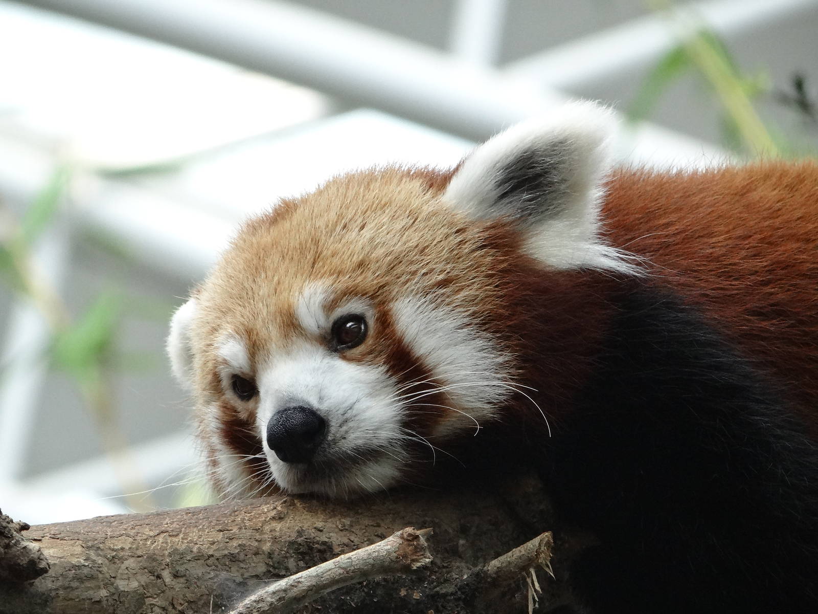 Red Panda