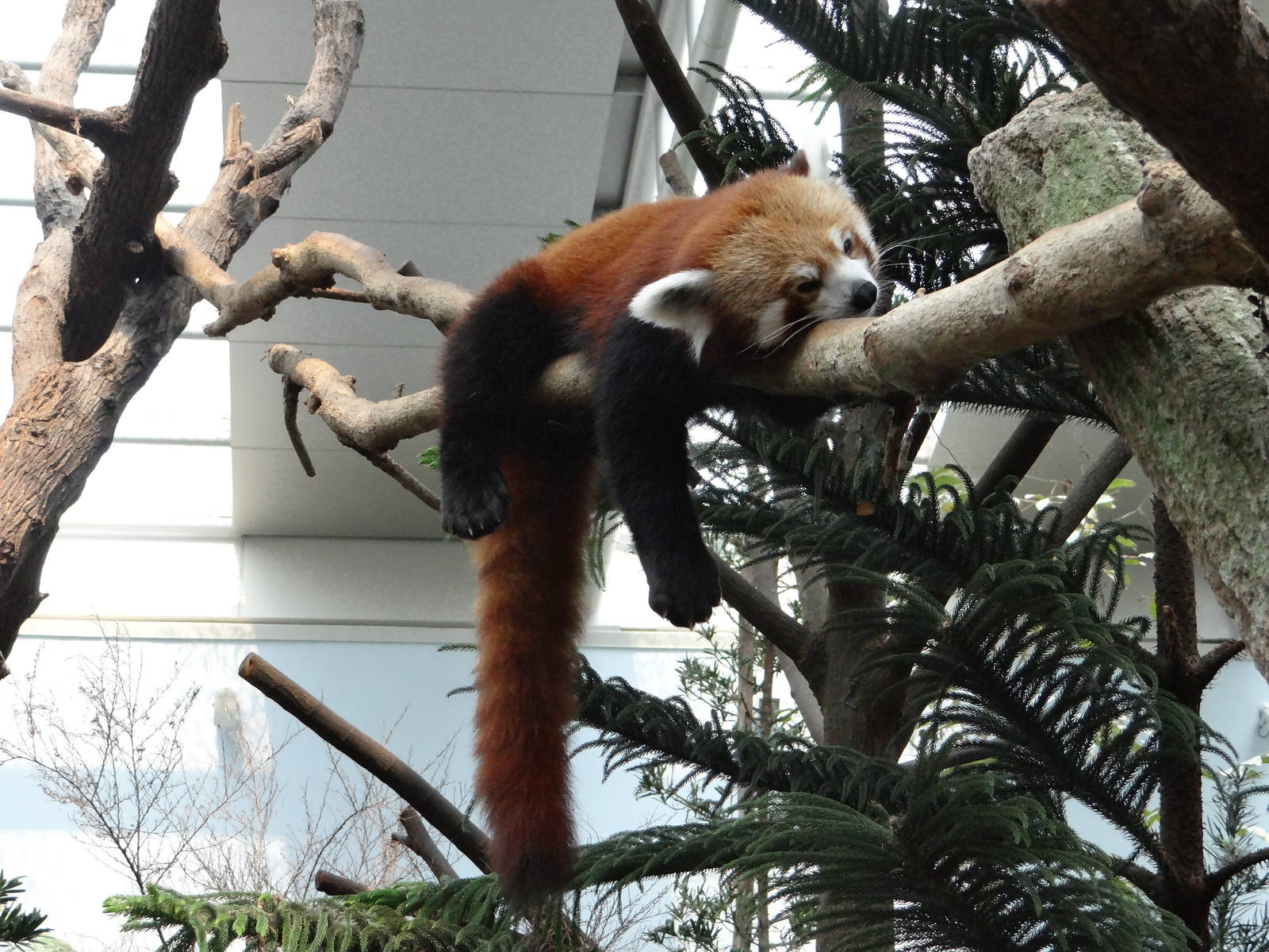 Red Panda