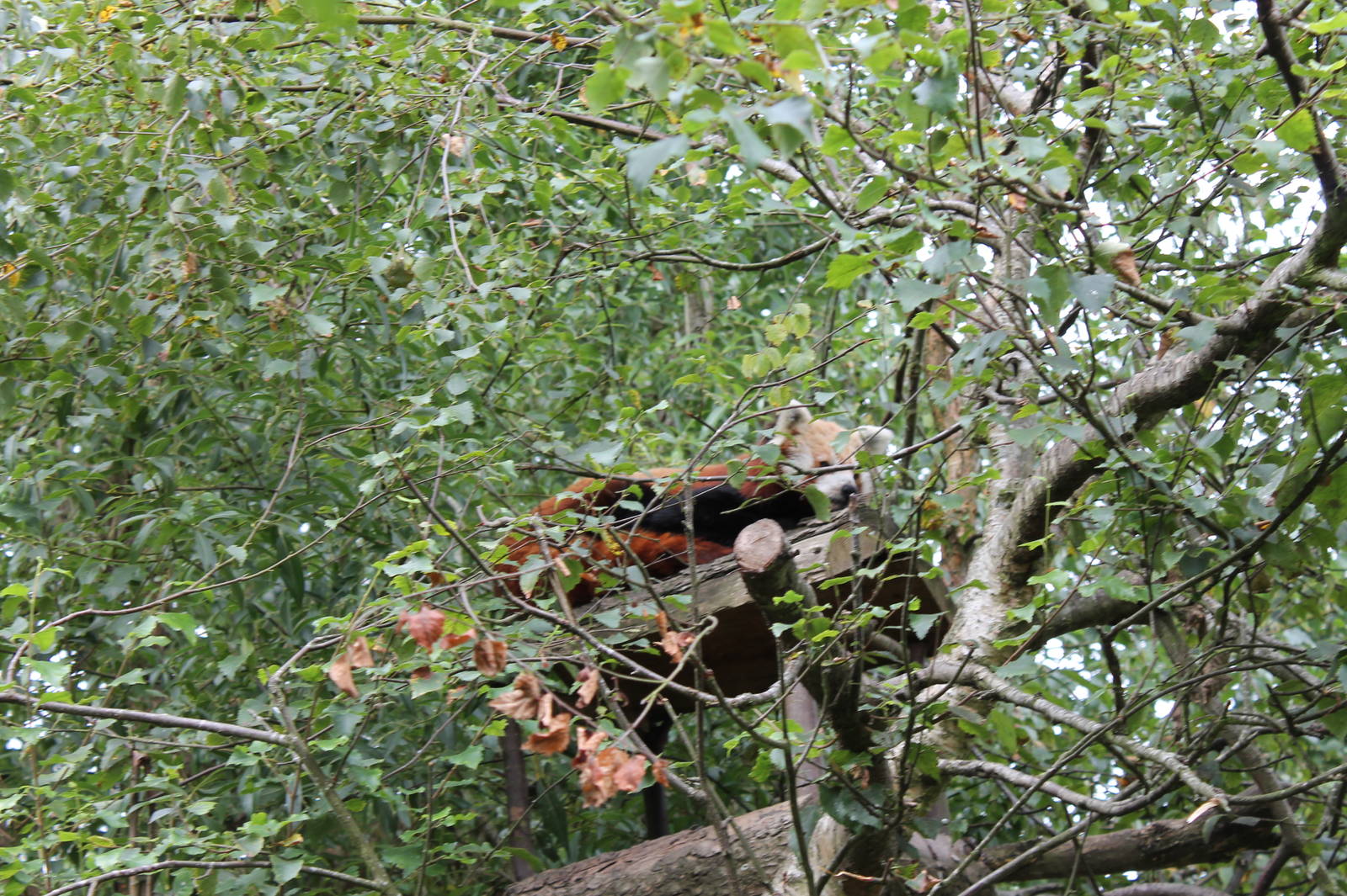 Red Panda