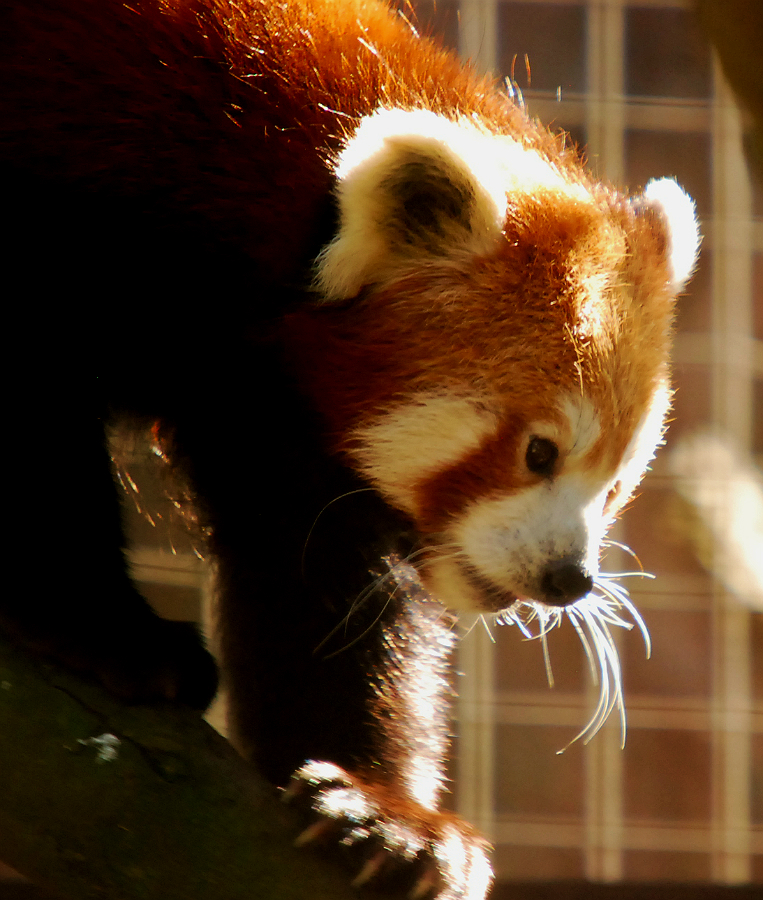 RED PANDA