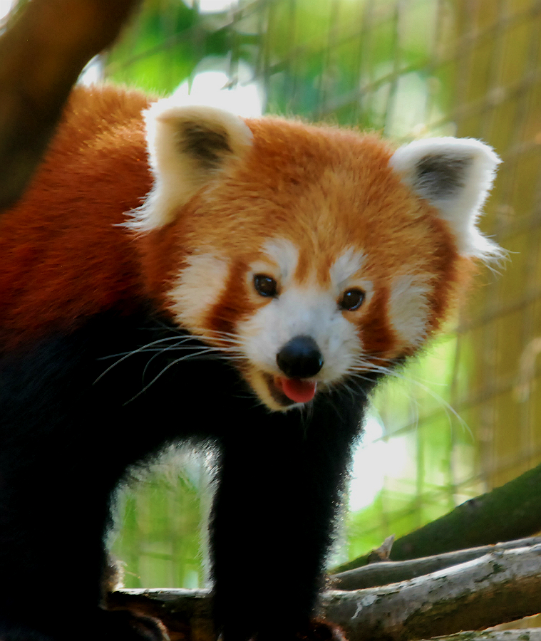 RED PANDA