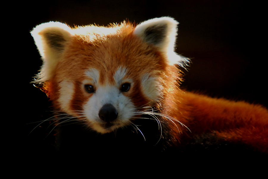 RED PANDA