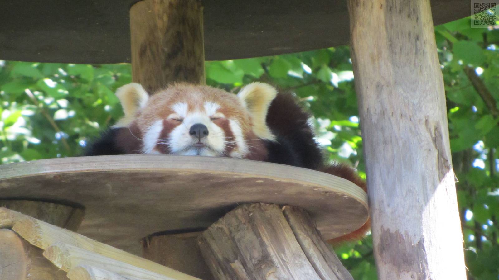 Red Panda