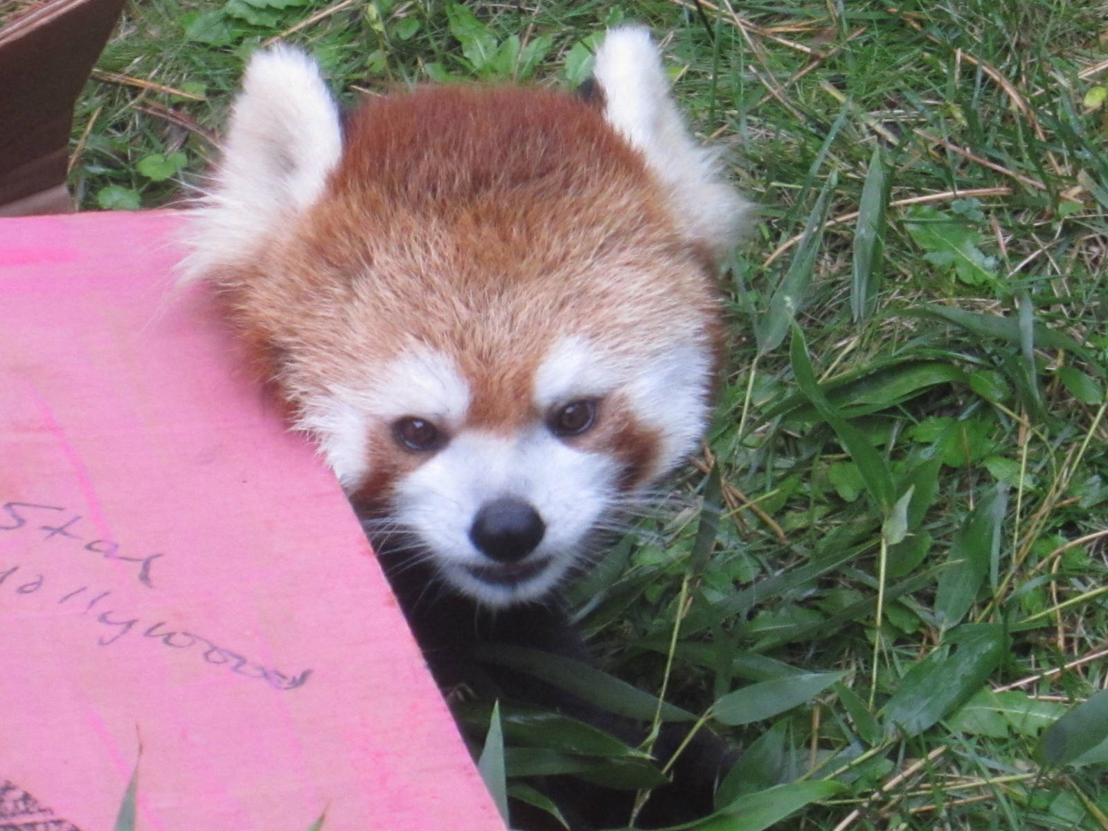 Red Panda