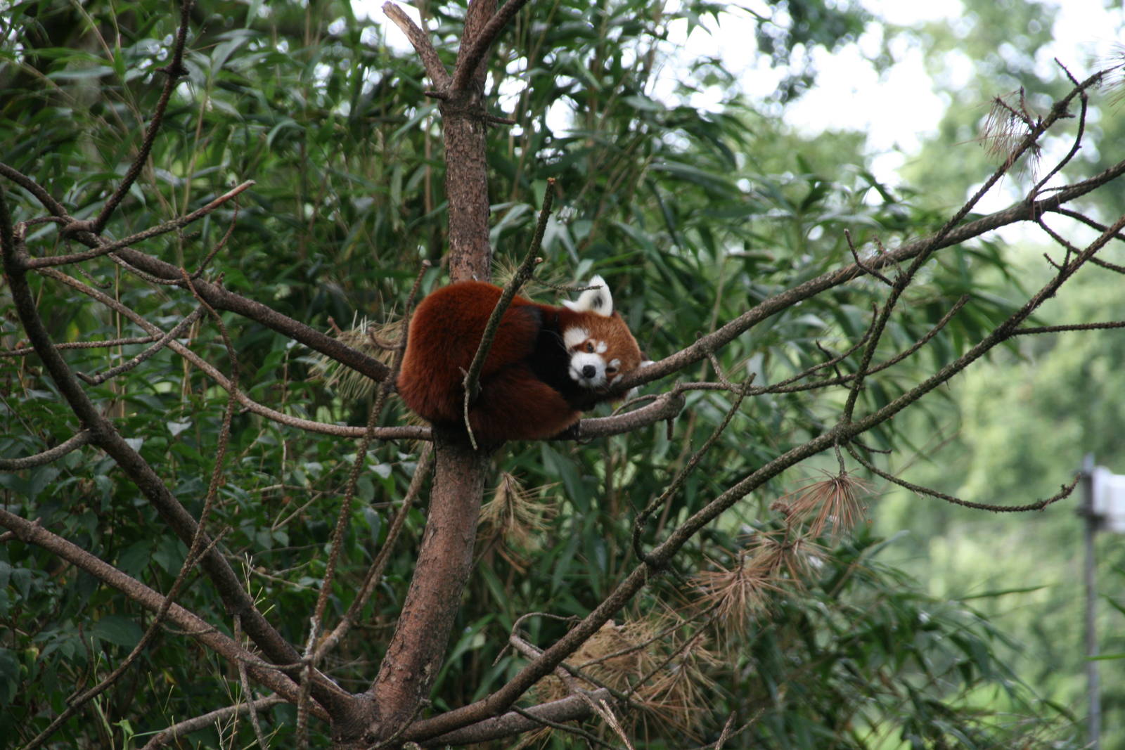 Red Panda