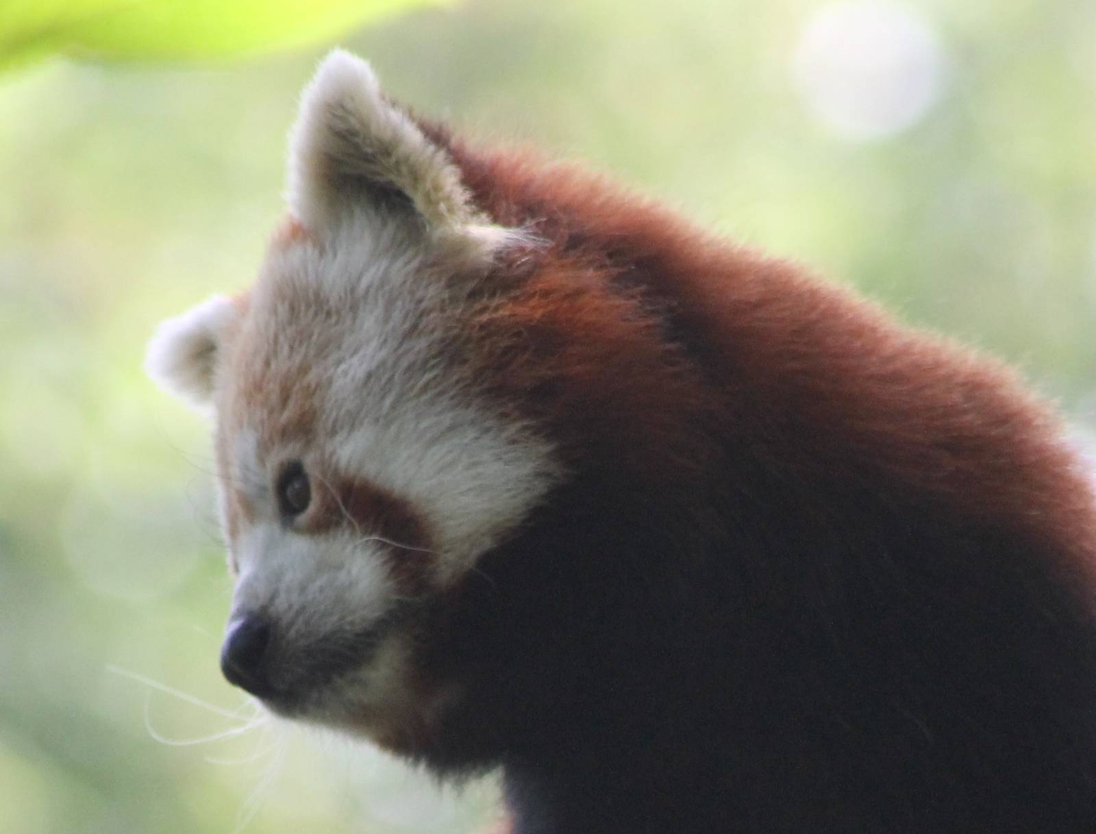 Red panda