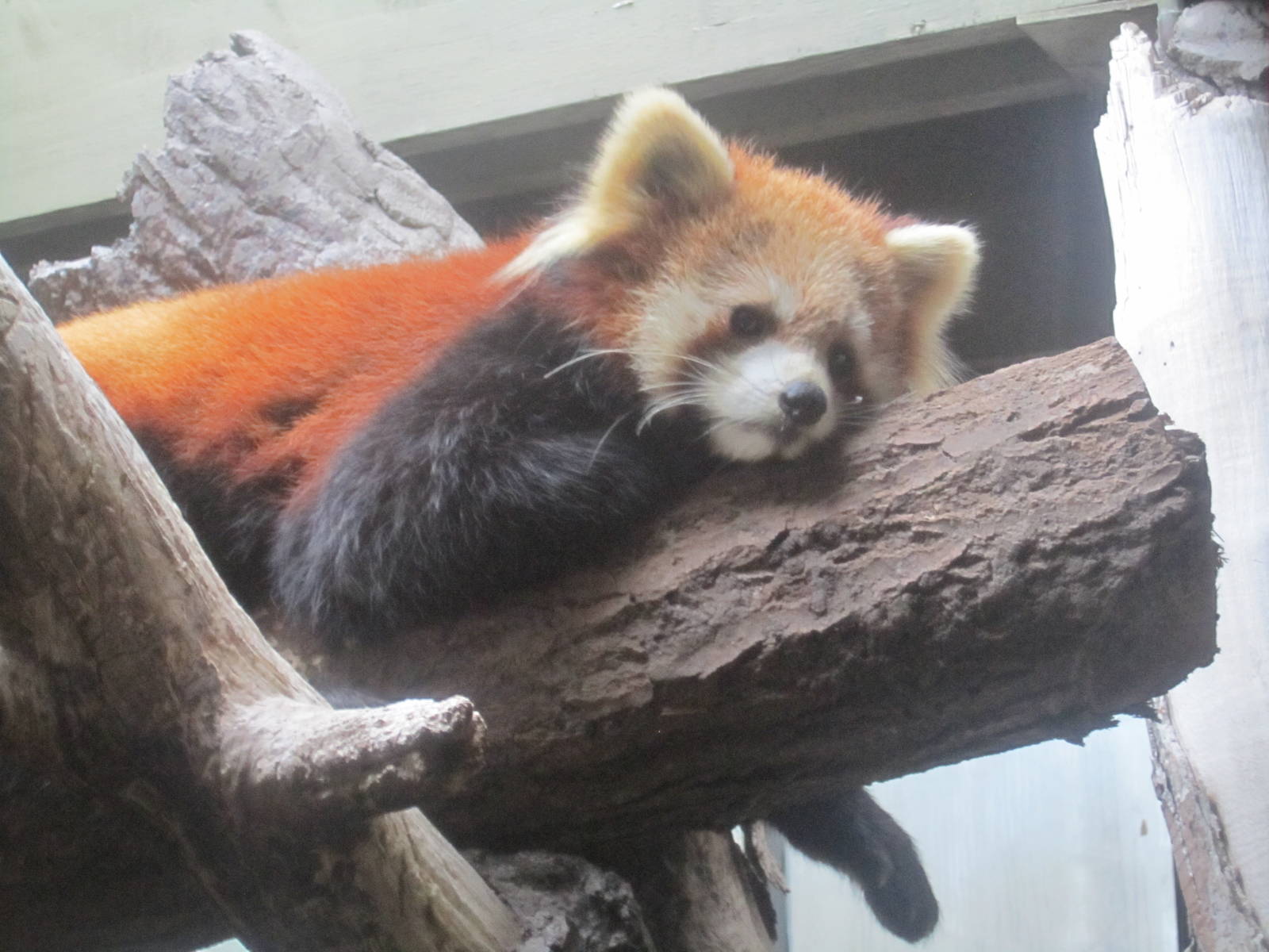 Red Panda