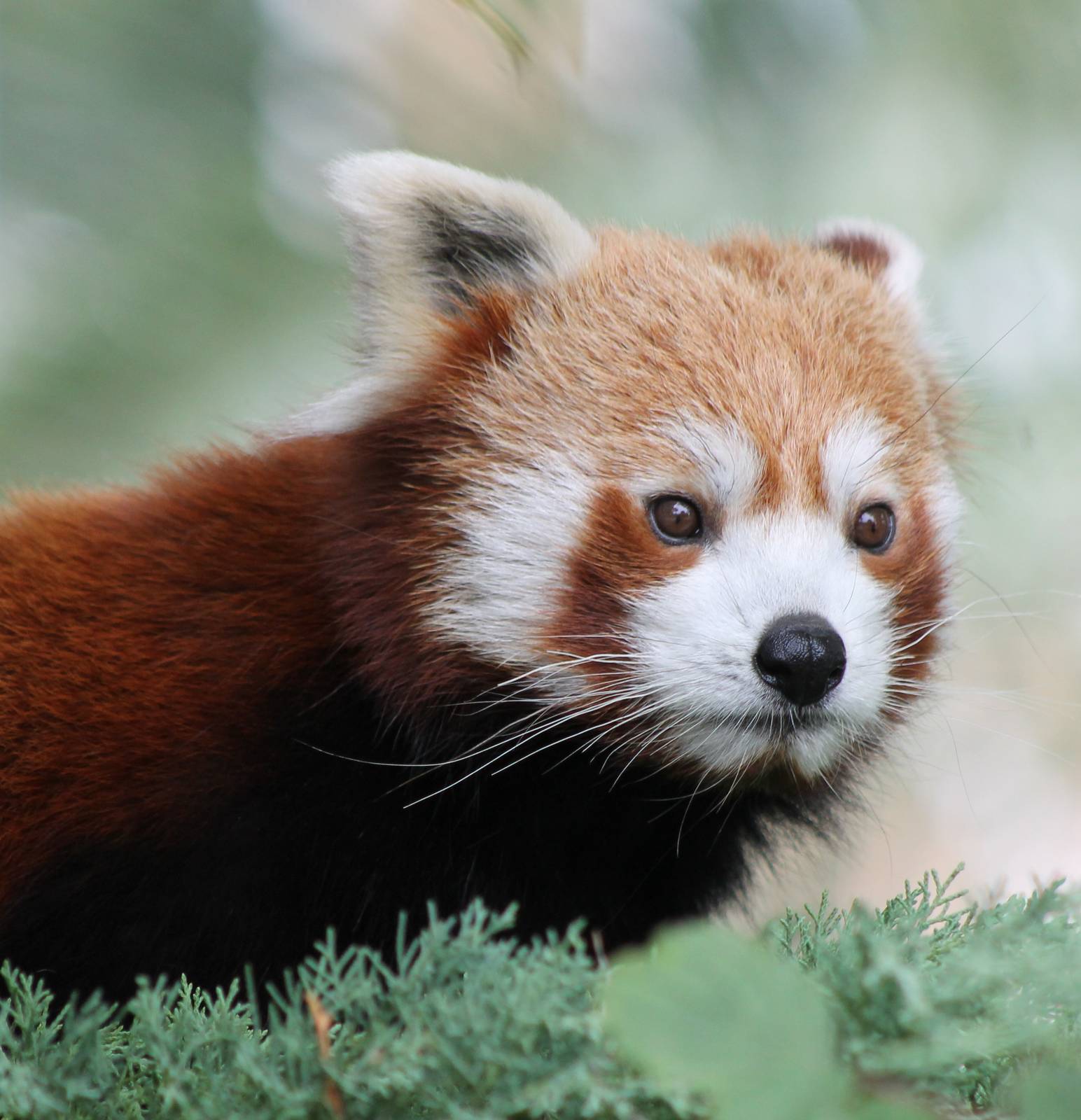 Red panda