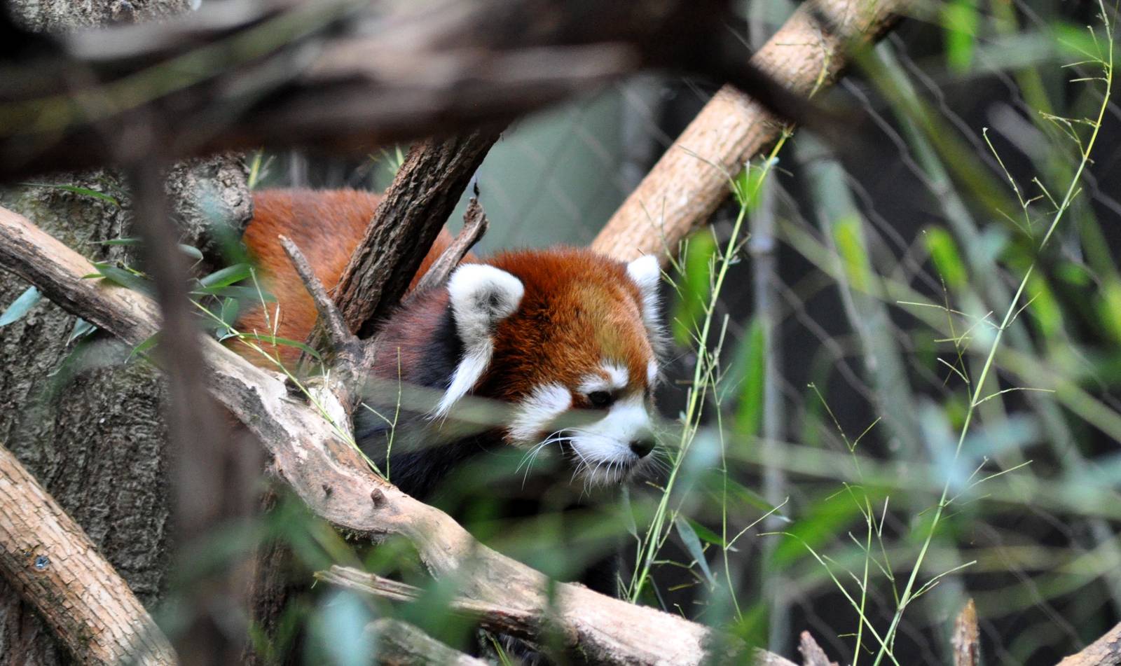 Red Panda
