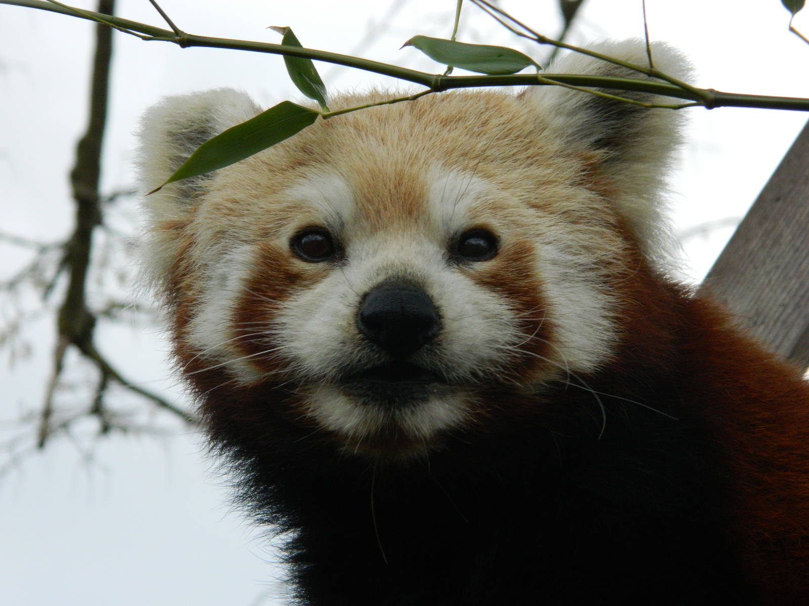 Red Panda