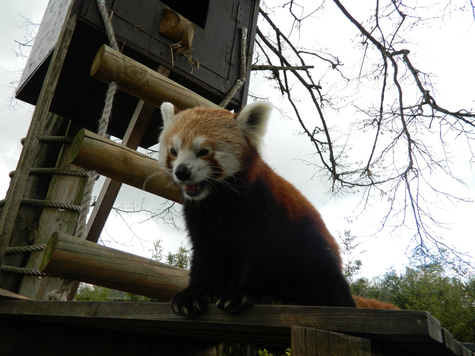 Red Panda