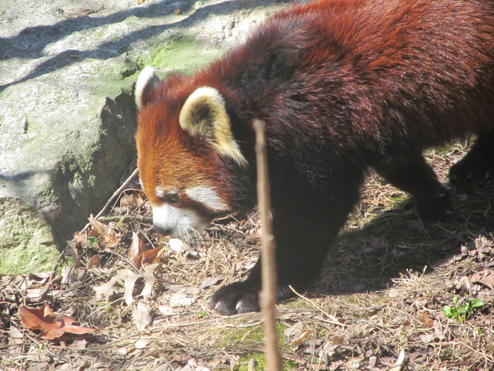 Red Panda