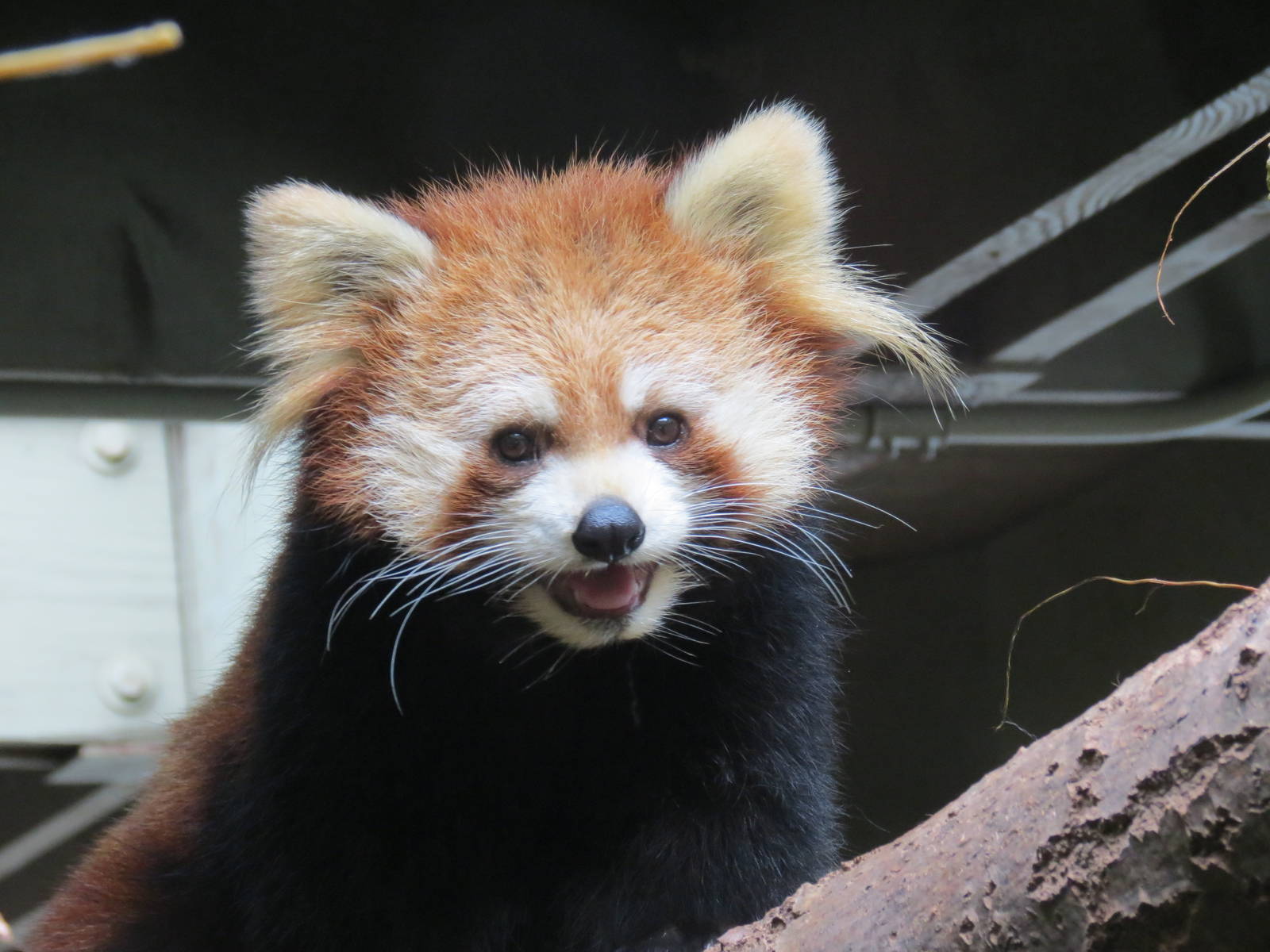 Red Panda