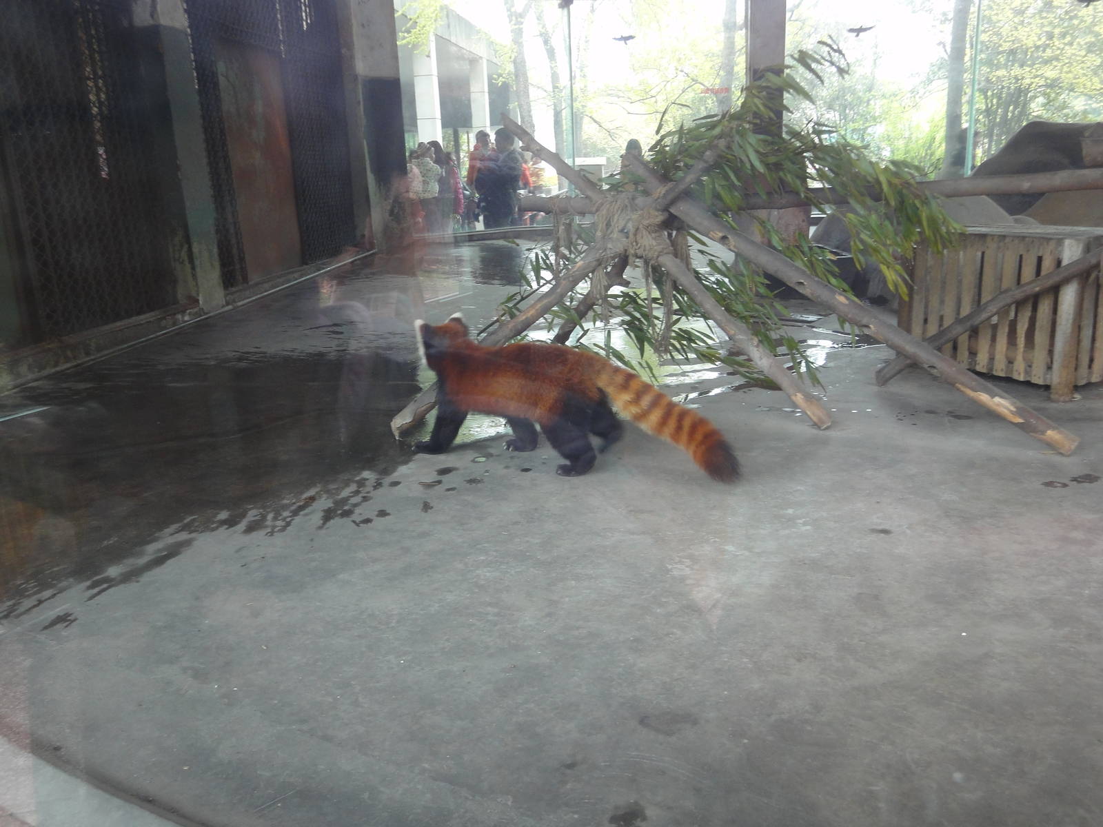 Red Panda