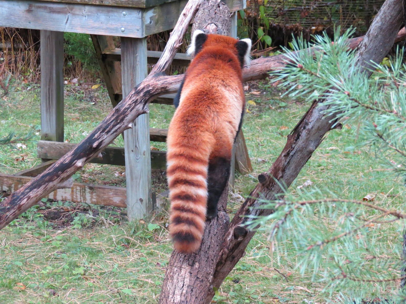 Red Panda