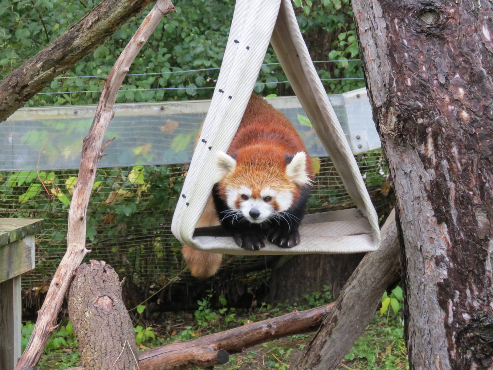 Red Panda