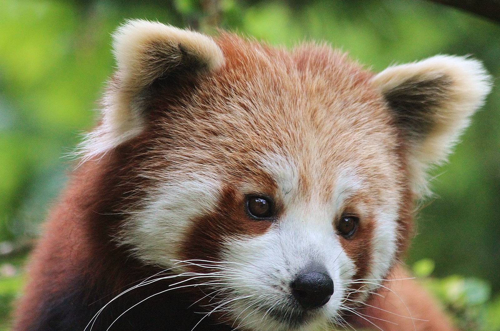 Red Panda