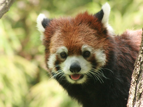 Red Panda
