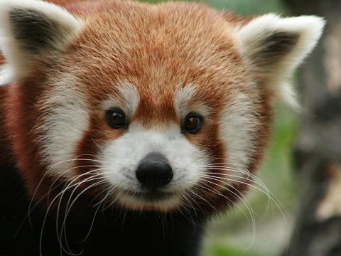 Red Panda