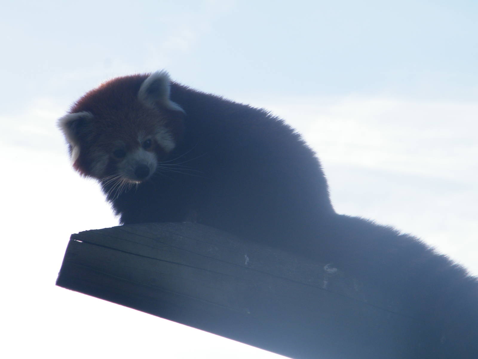 red panda
