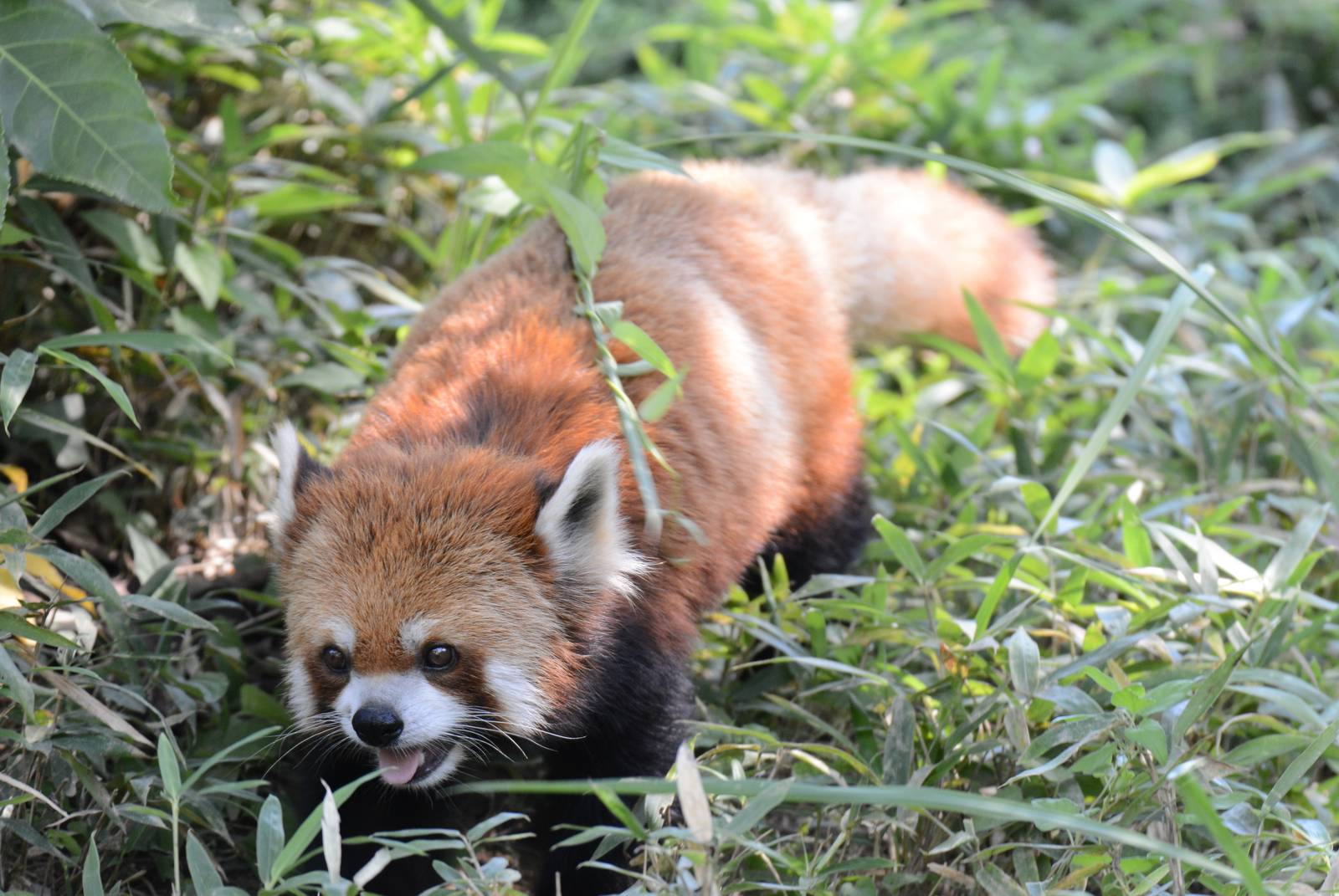 Red panda