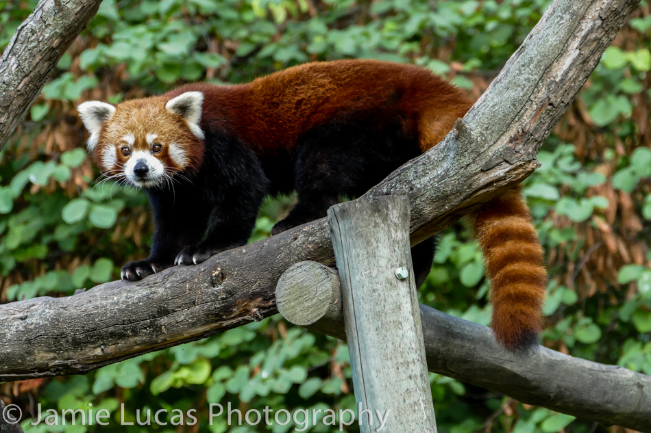 Red Panda