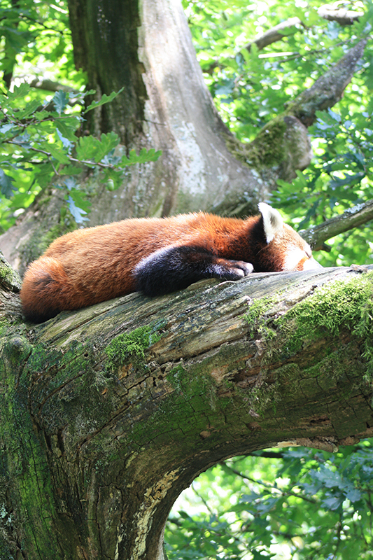 red panda