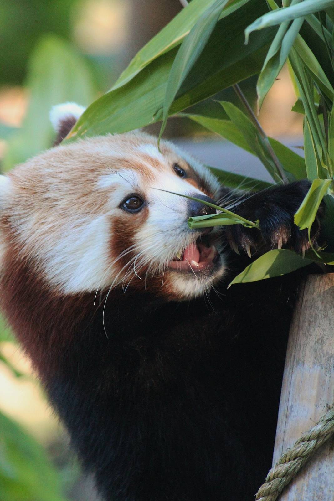 Red Panda