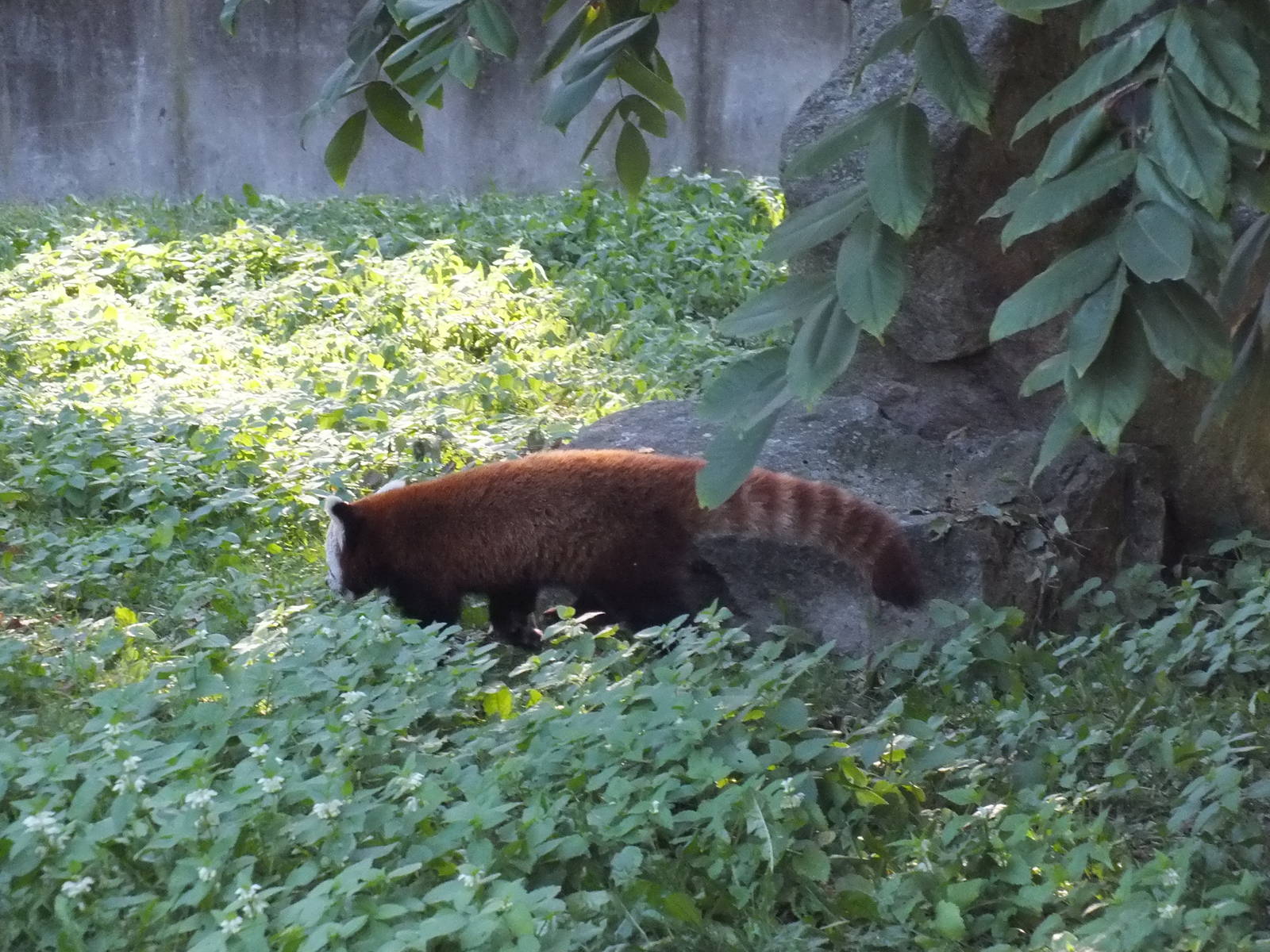 Red panda