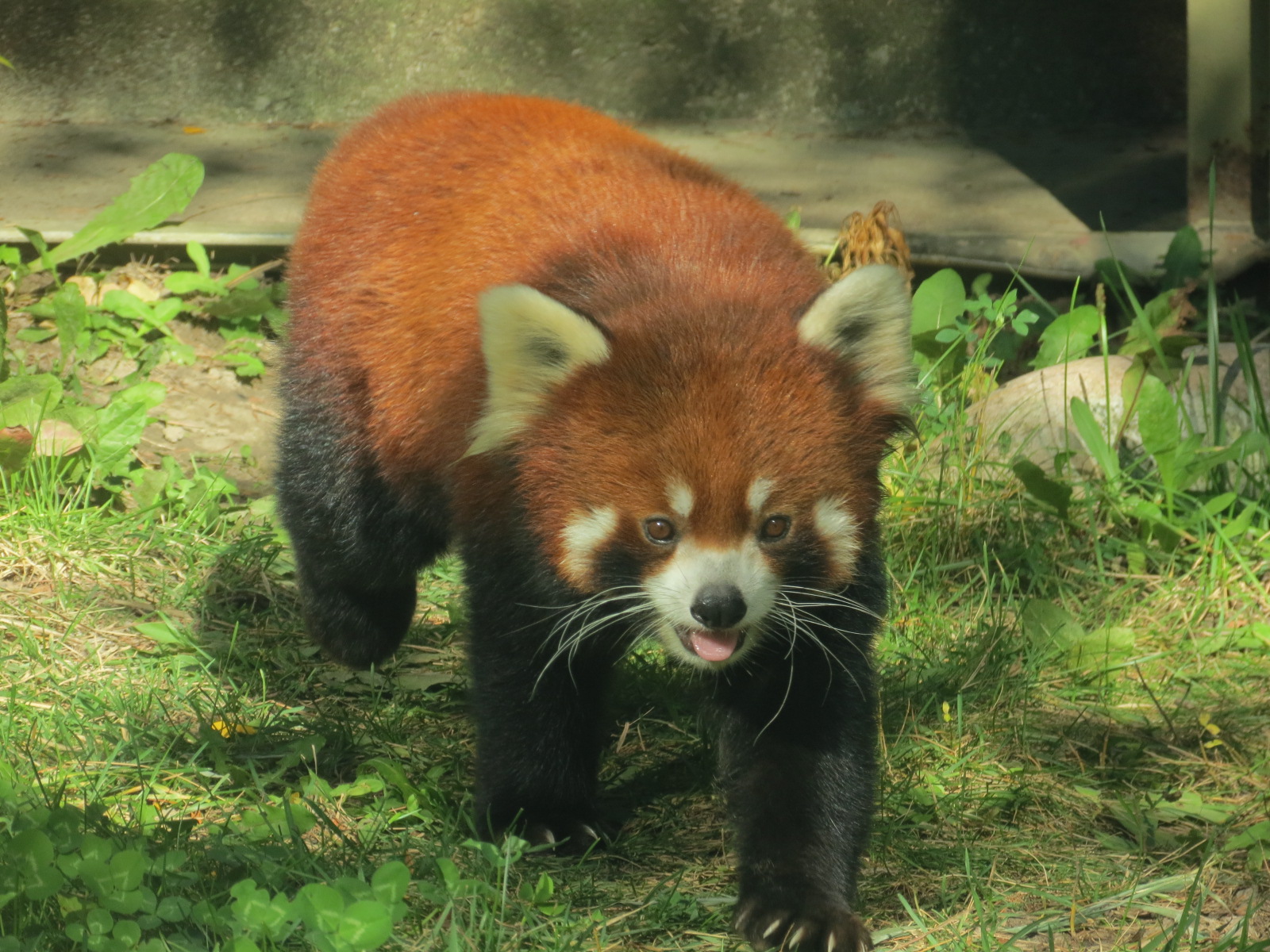 Red Panda