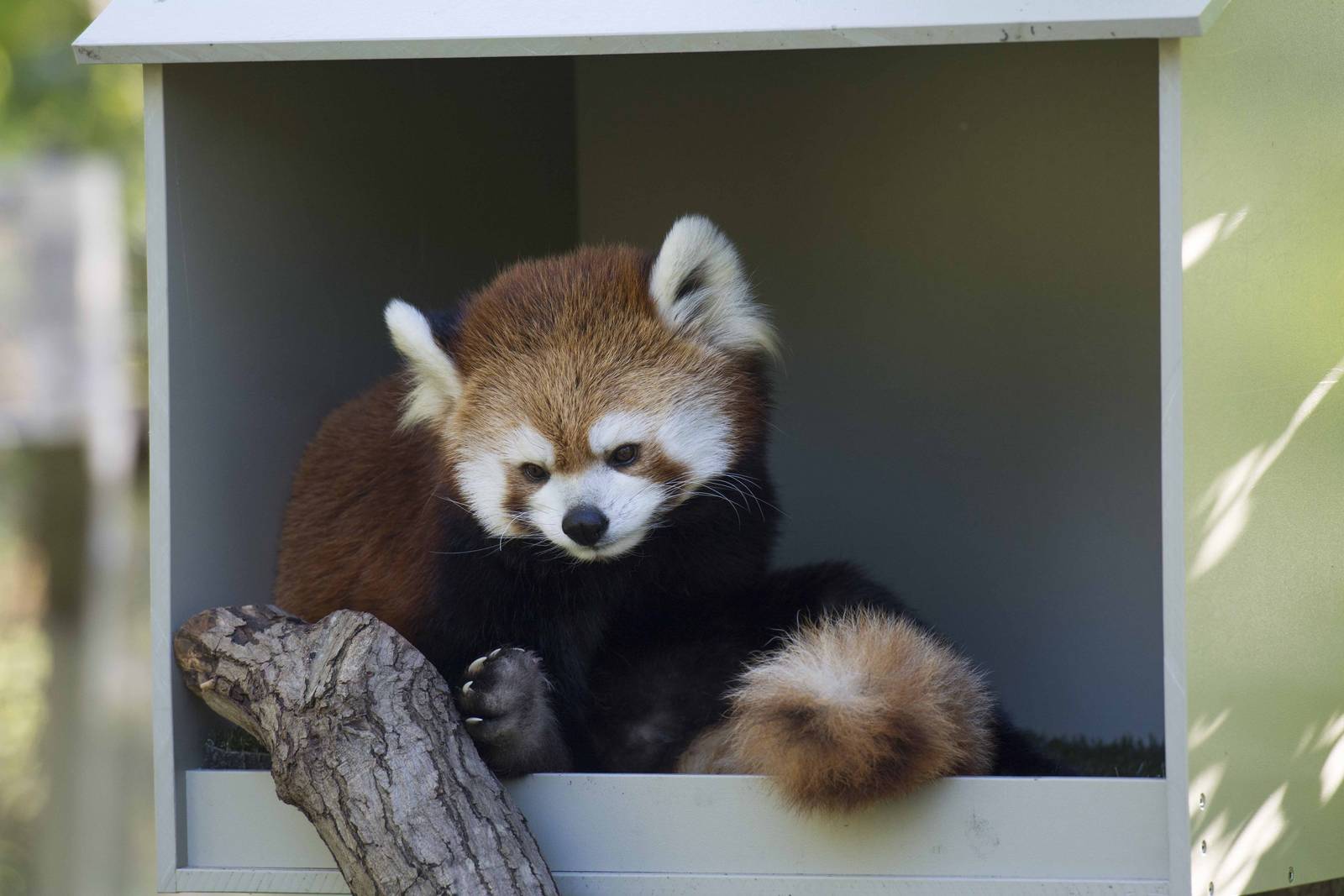 Red Panda