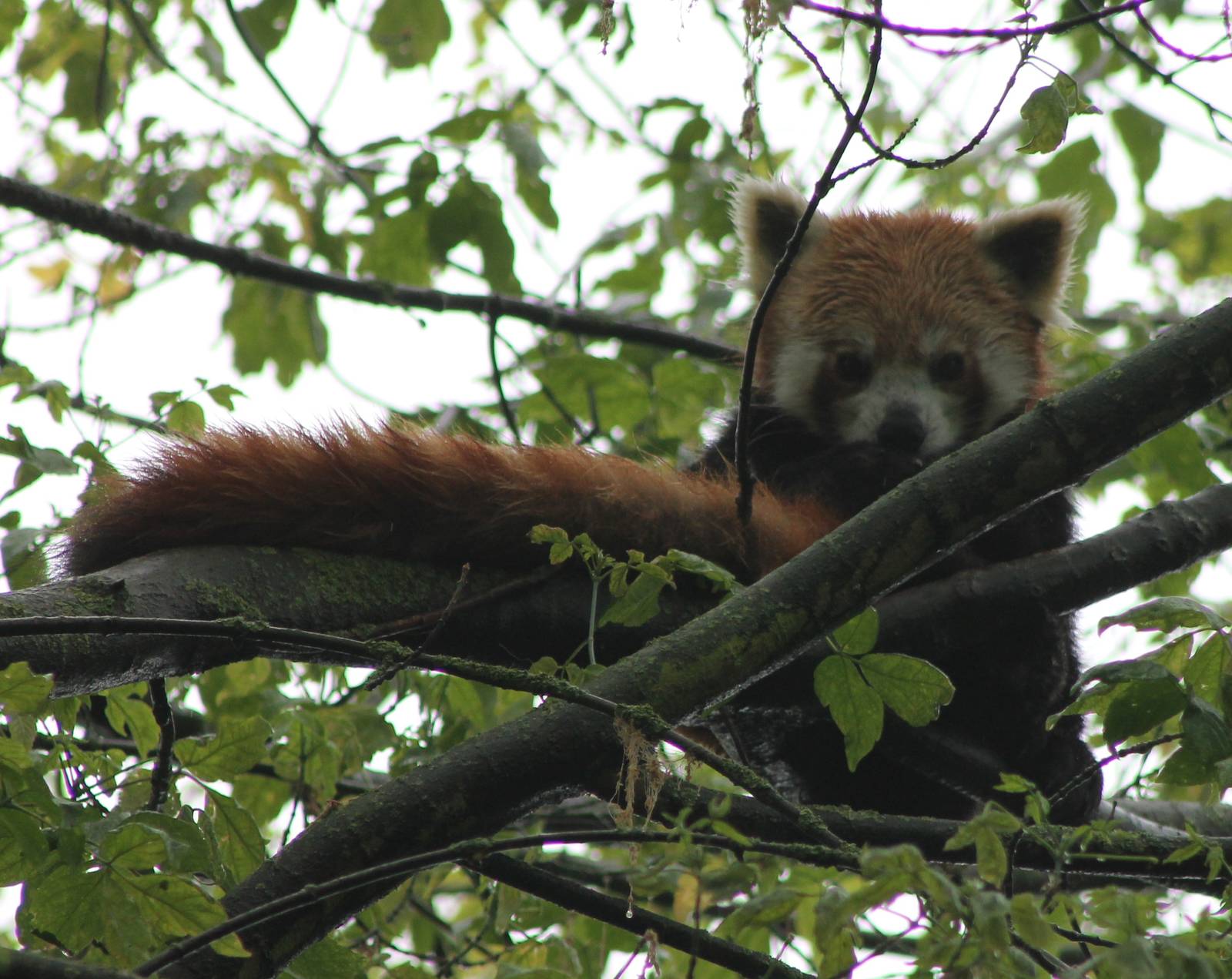 Red panda