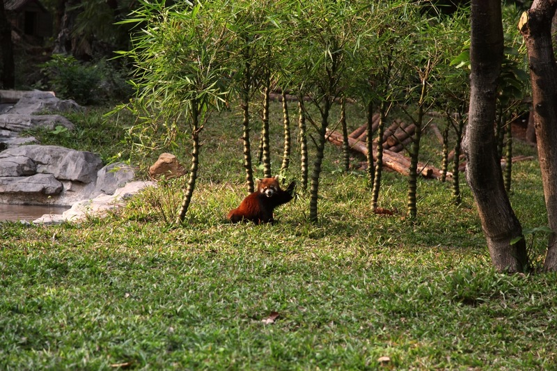 Red panda