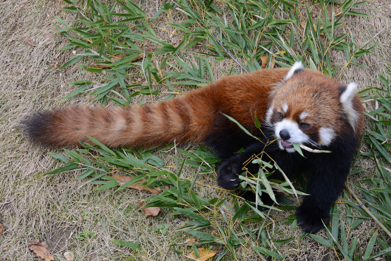 Red panda