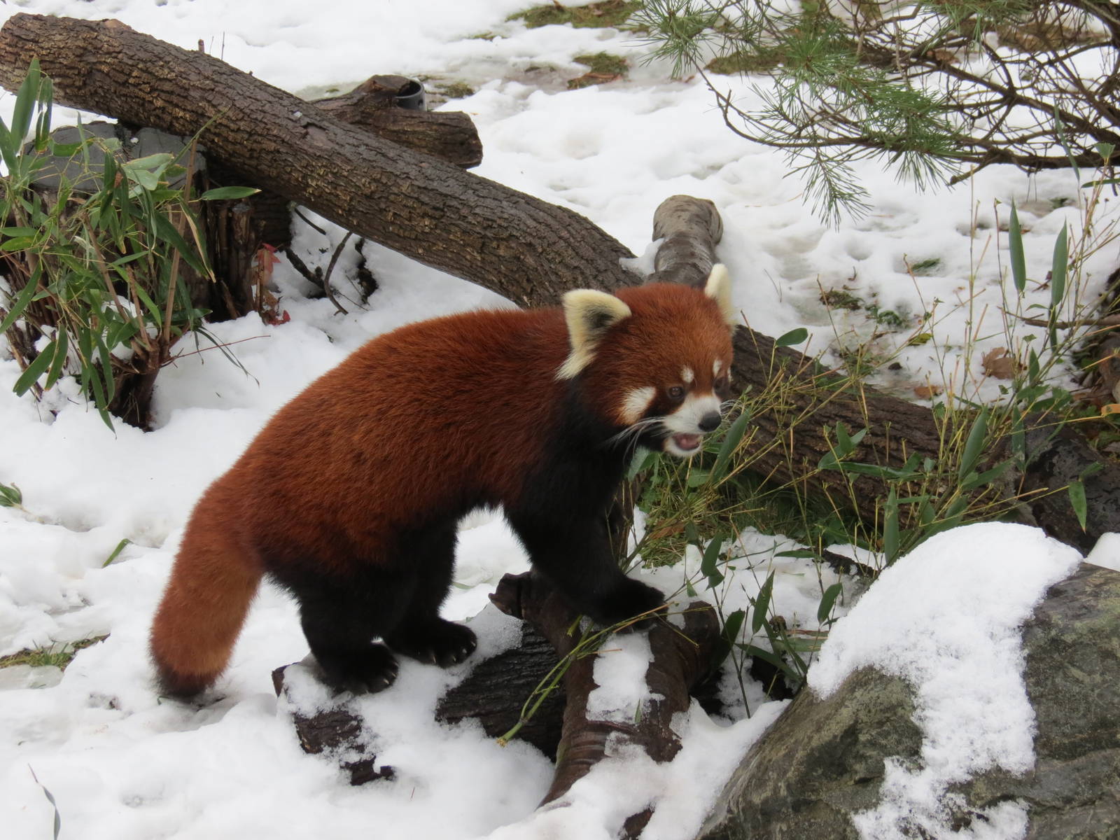 Red Panda