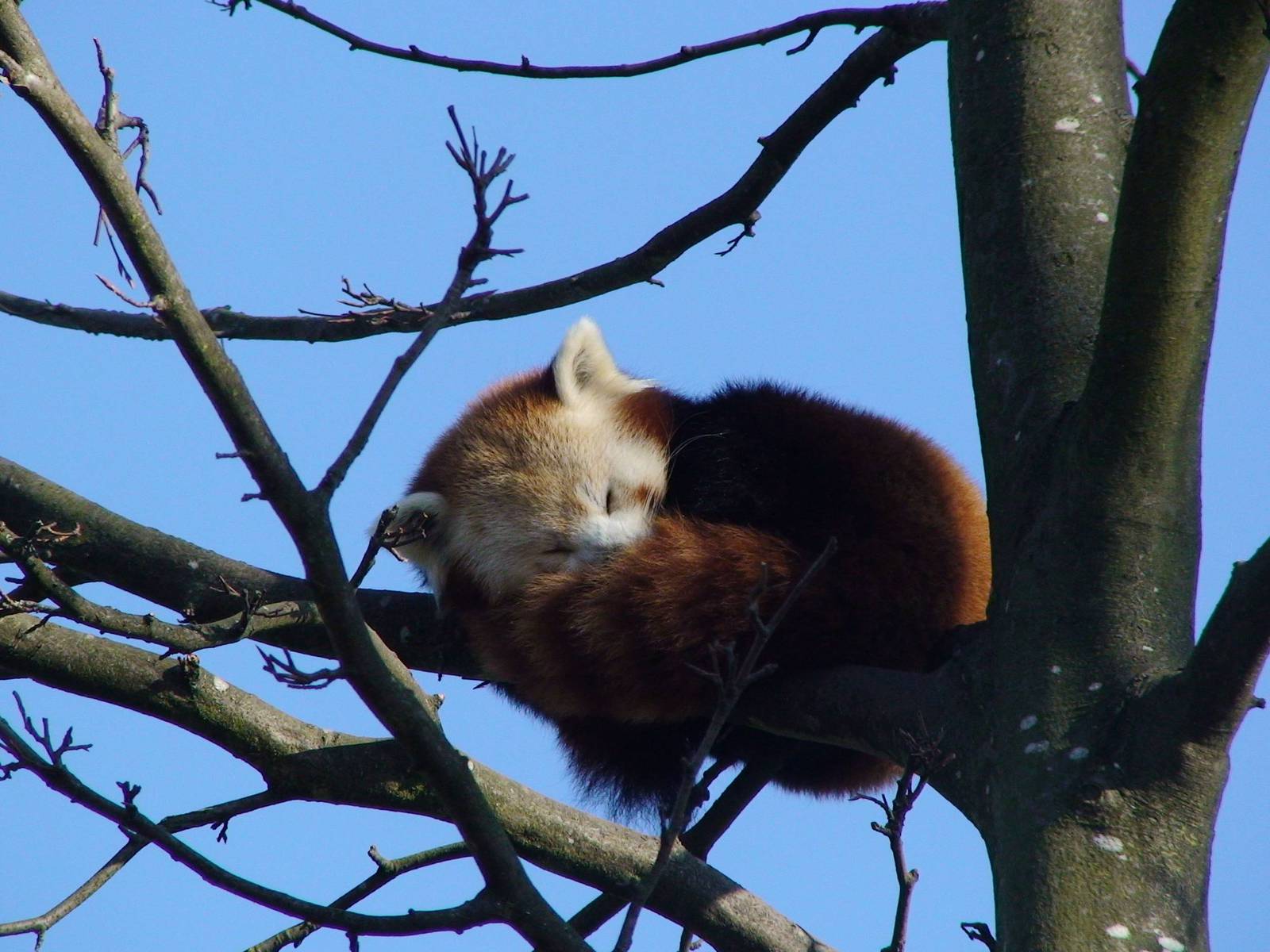Red Panda