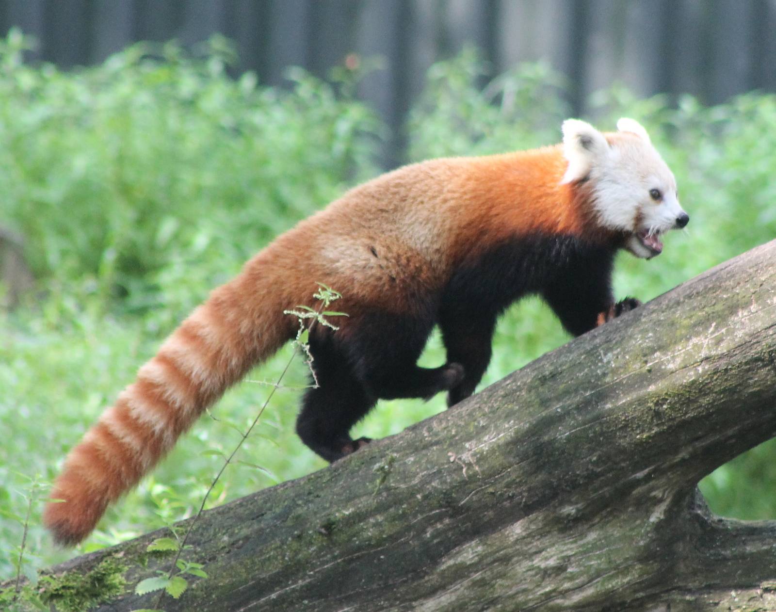 Red panda