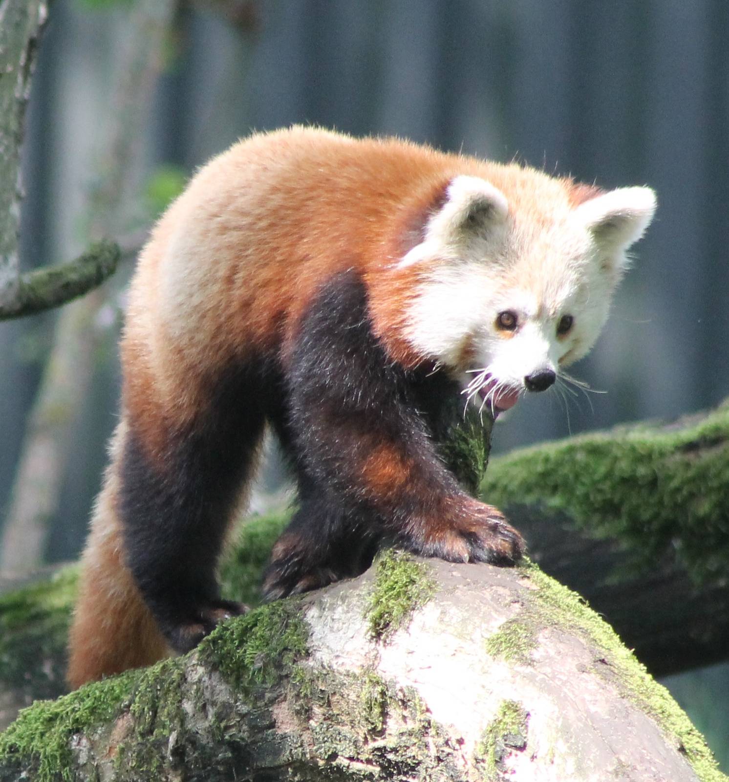 Red panda