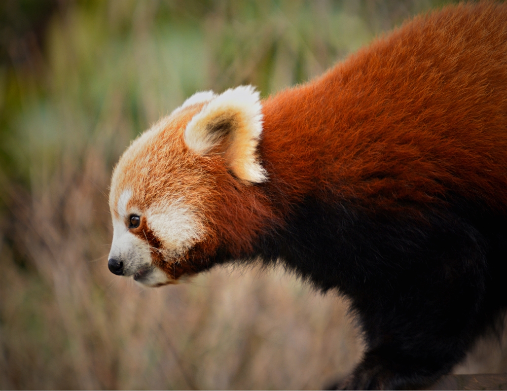 Red Panda
