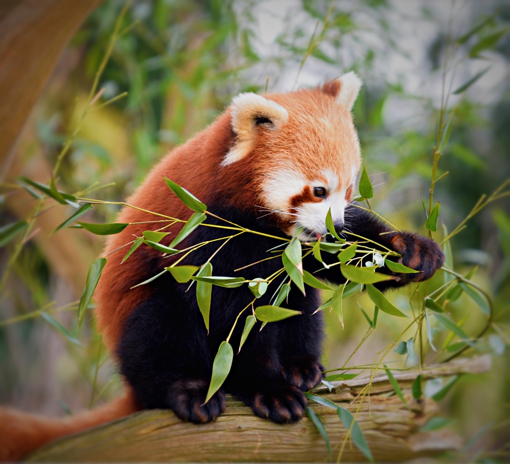 Red Panda