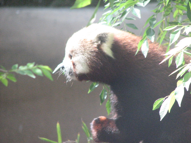 Red Panda