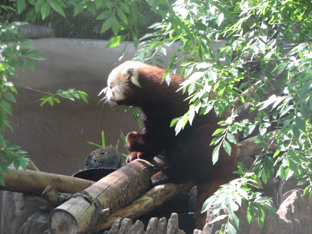Red Panda