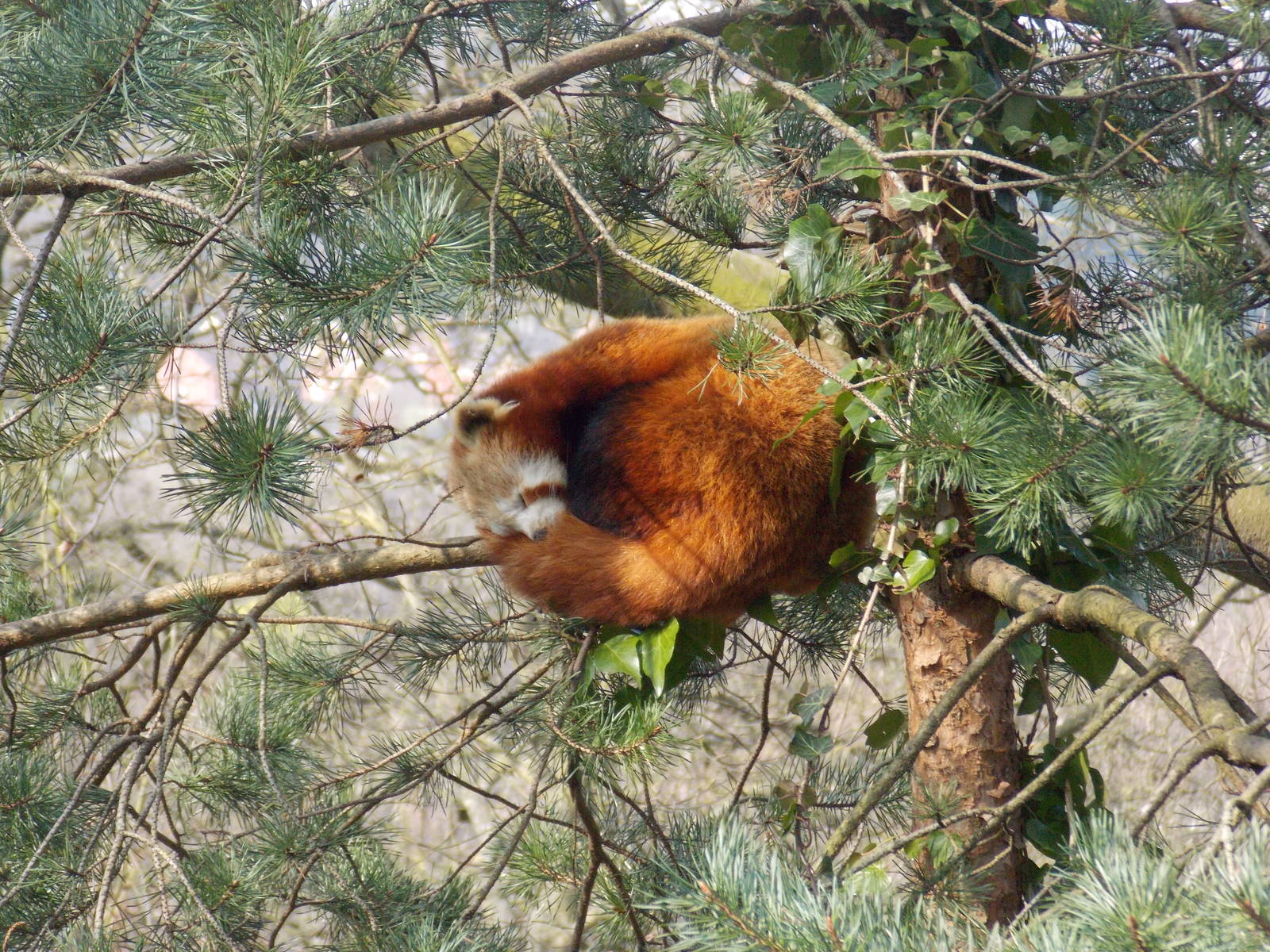 Red panda