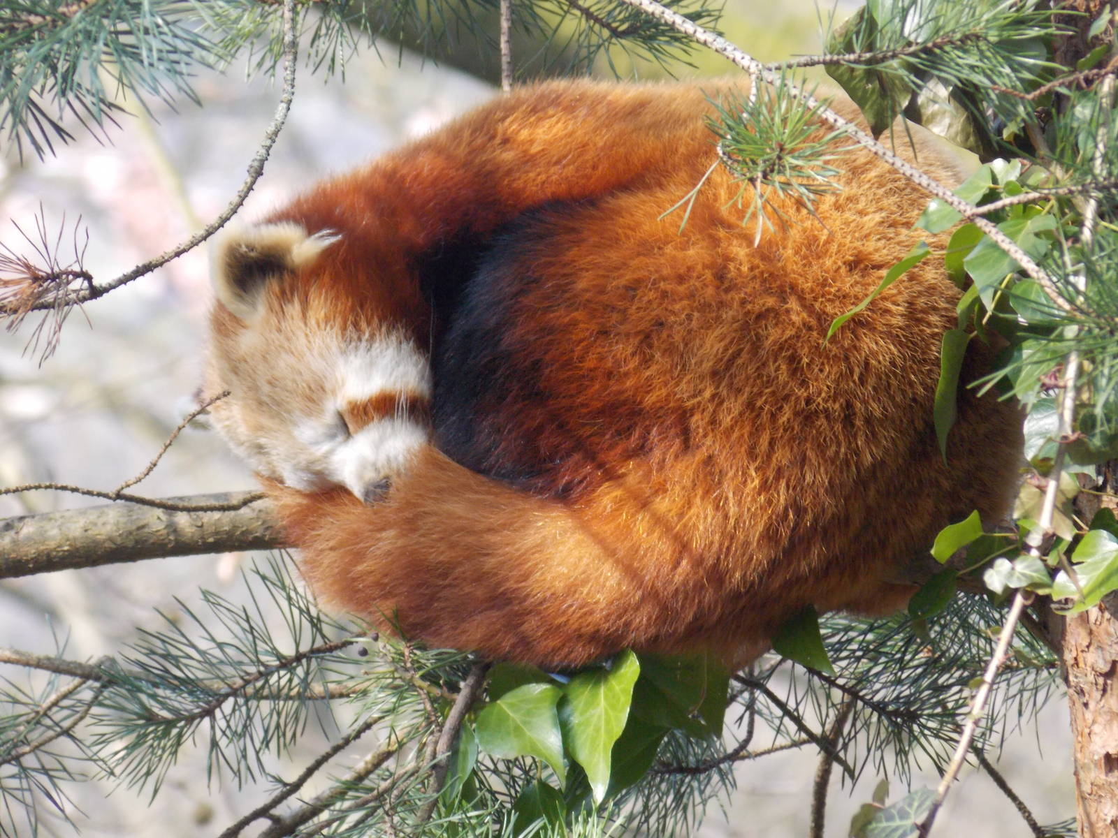 Red panda