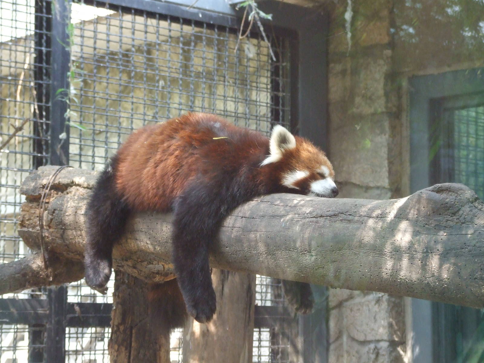 red panda