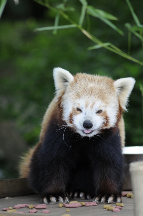 Red Panda