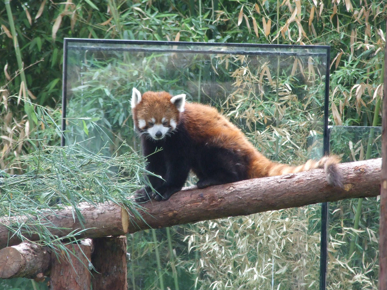 Red panda