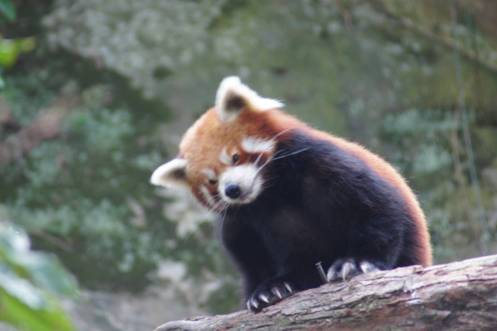 Red panda