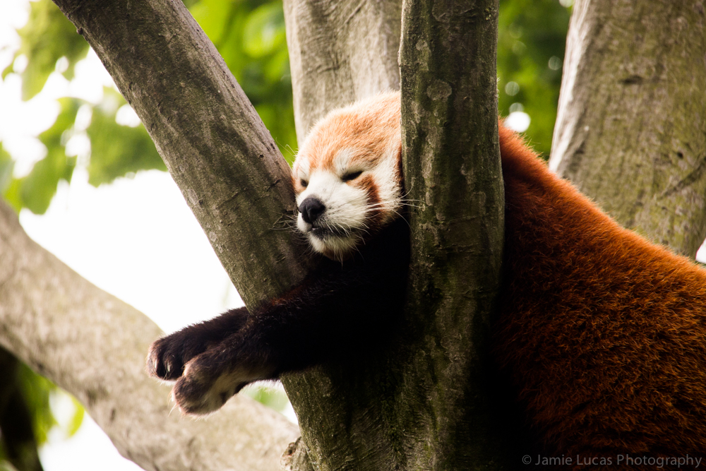 Red Panda