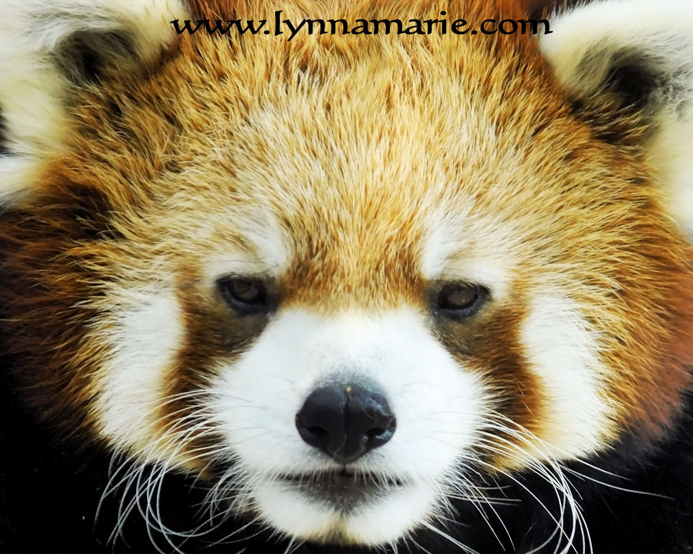 Red Panda